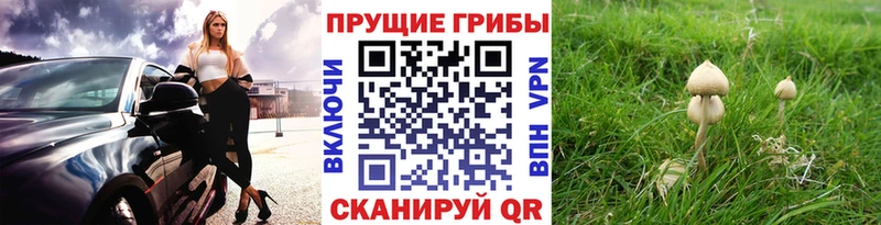 наркота Грязовец Псилоцибиновые грибы прущие грибы